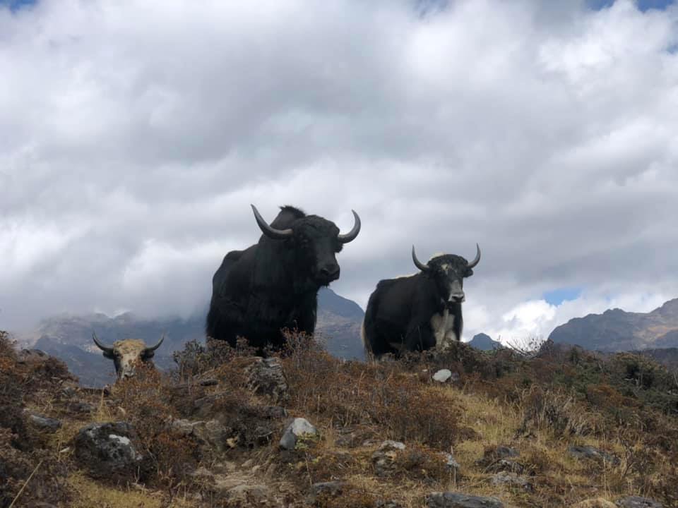 Drei Yak Tiere mit gewaltigen Hörnern blicken von einer Graskruppe in die Ferne
